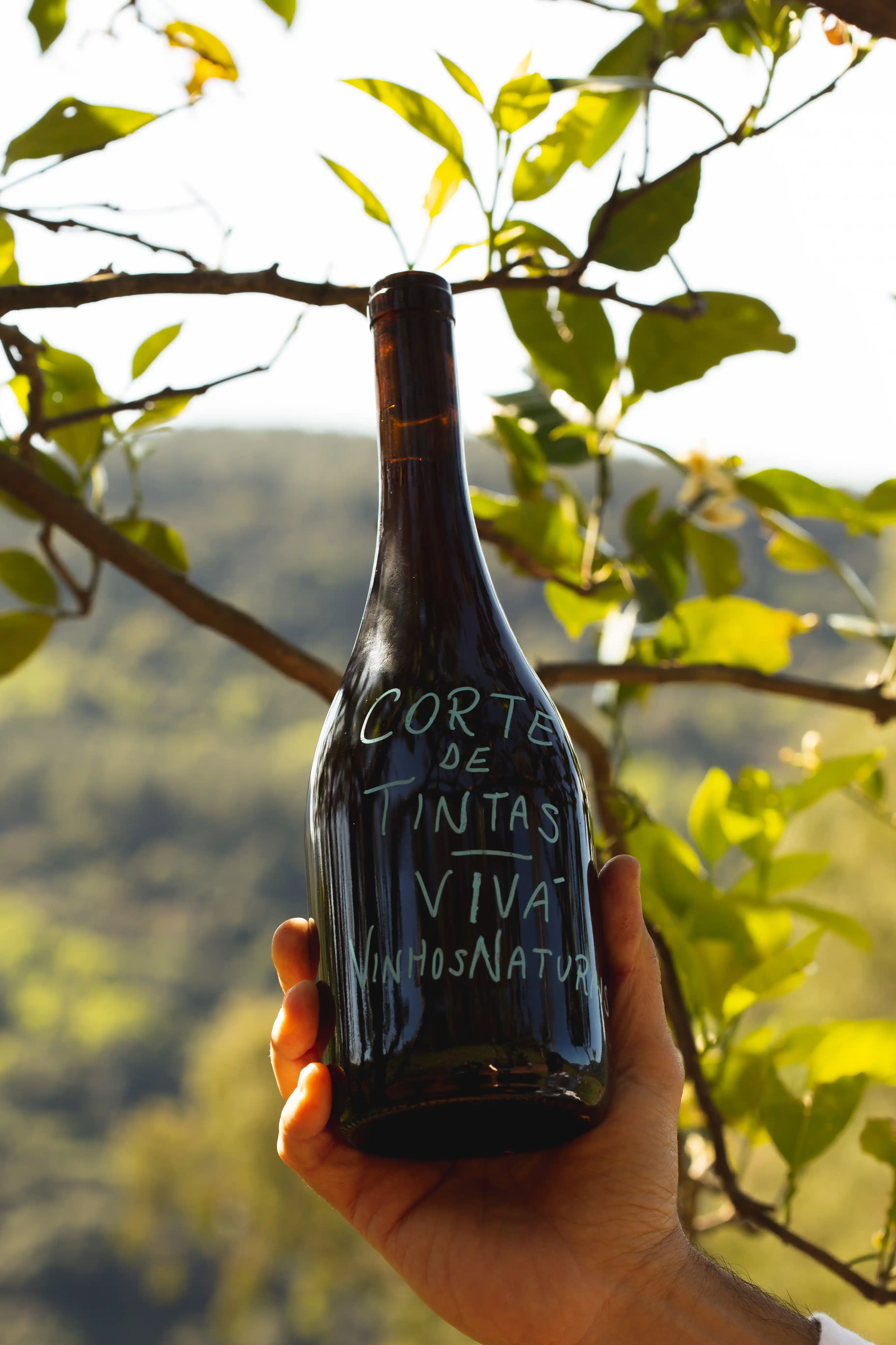 Case - Vivá Vinhos